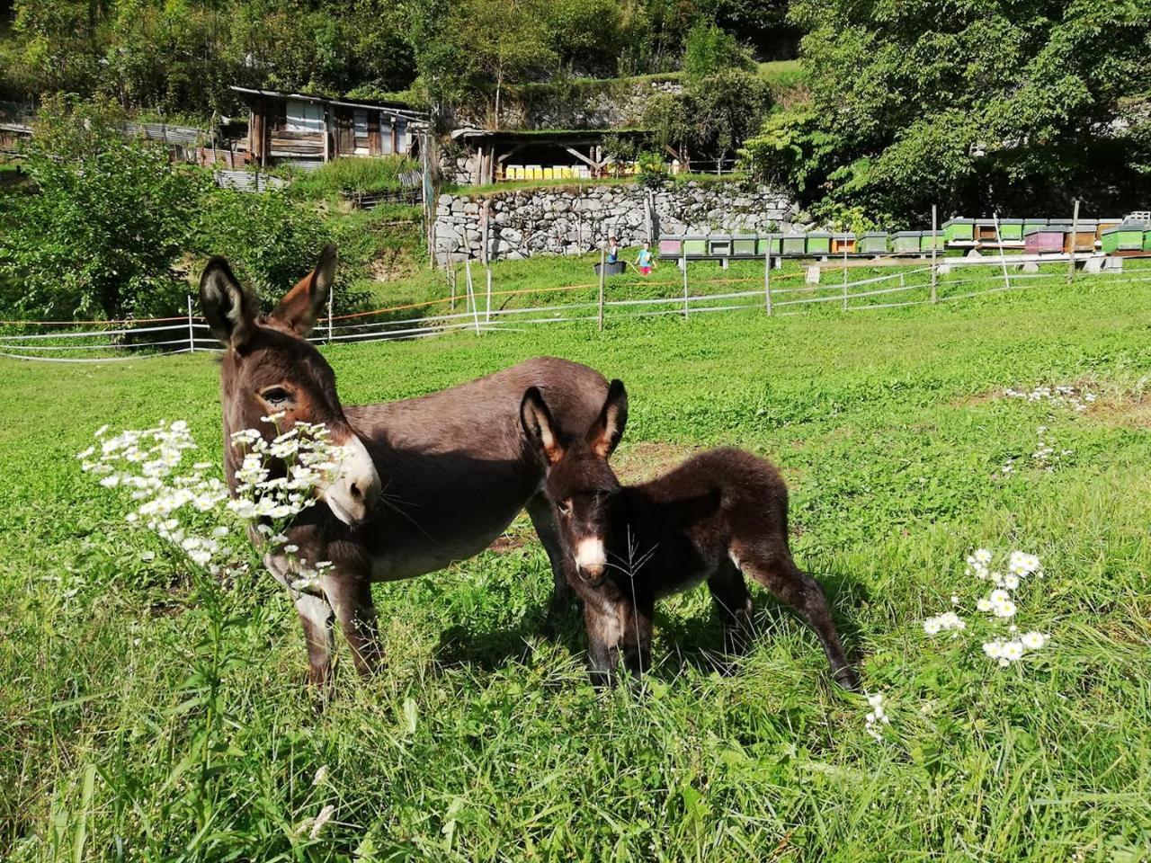 Agriturismo Dalla Natura La Salute Giustino Екстериор снимка